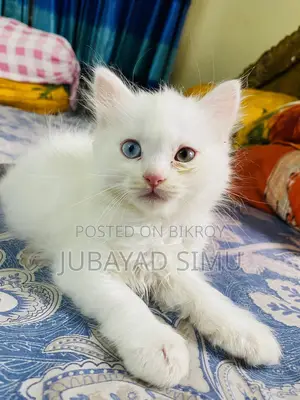 0-1 Month Female Purebred Persian