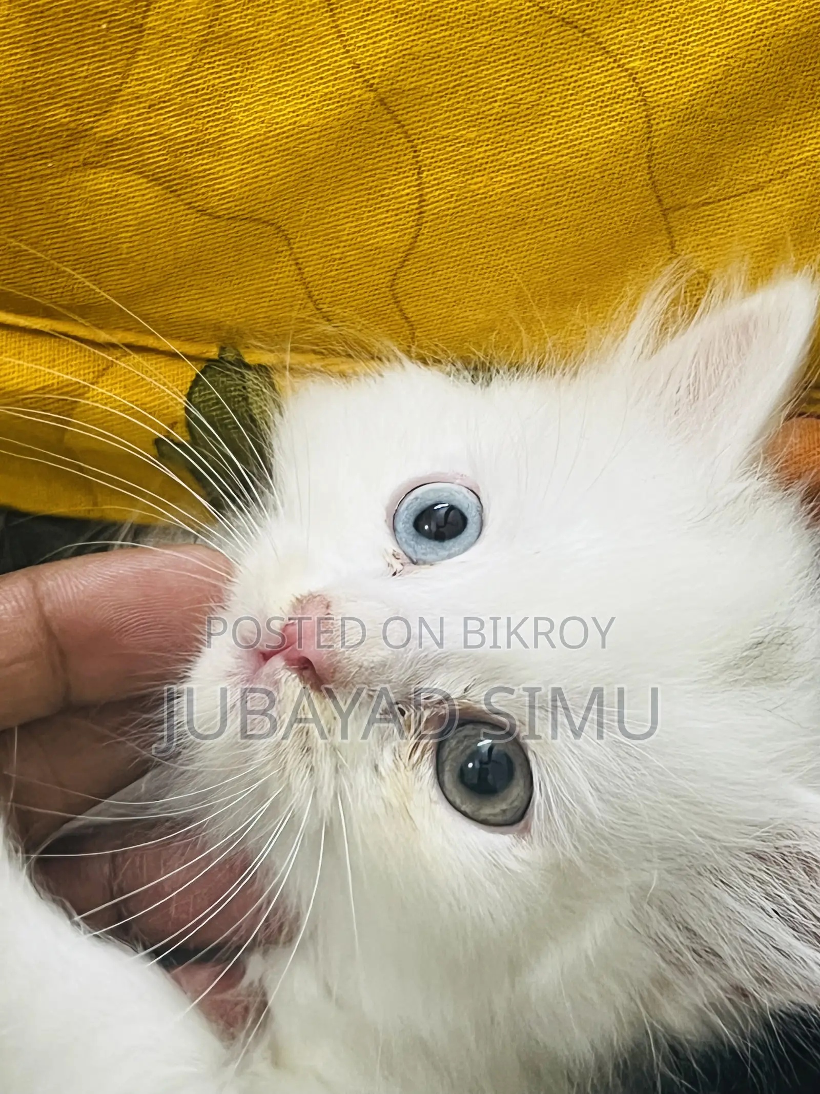 0-1 Month Female Purebred Persian