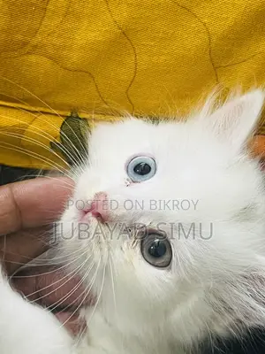 0-1 Month Female Purebred Persian
