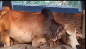 নিজ বাড়িতে পালন করা দেশি গরু বিক্রয়