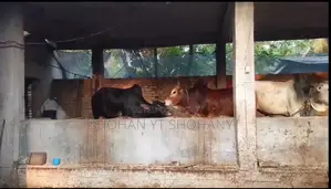 নিজ বাড়িতে পালন করা দেশি গরু বিক্রয়