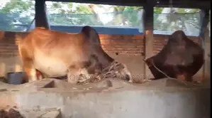 নিজ বাড়িতে পালন করা দেশি গরু বিক্রয়