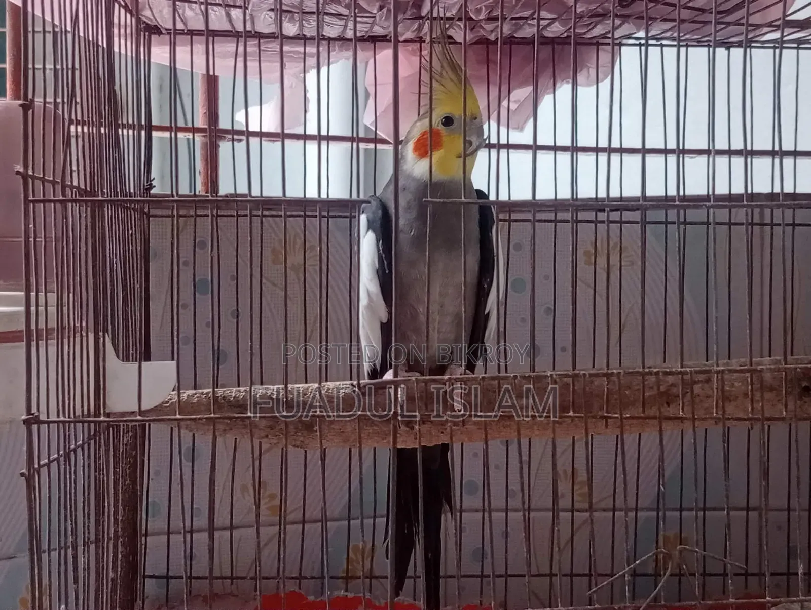 Male Gray Cocktail