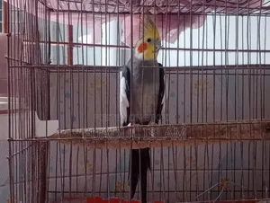 Male Gray Cocktail