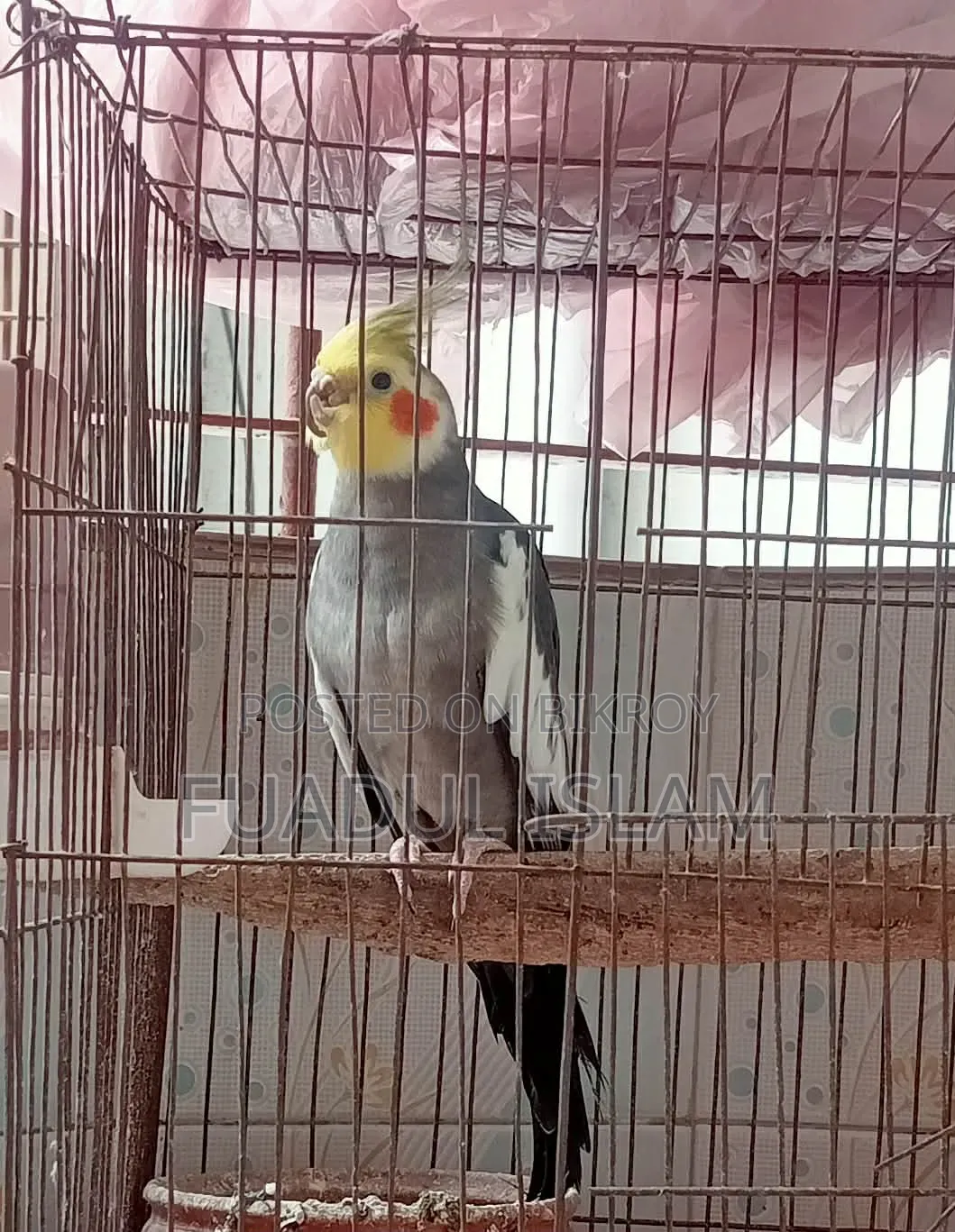 Male Gray Cocktail