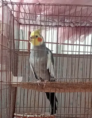 Male Gray Cocktail