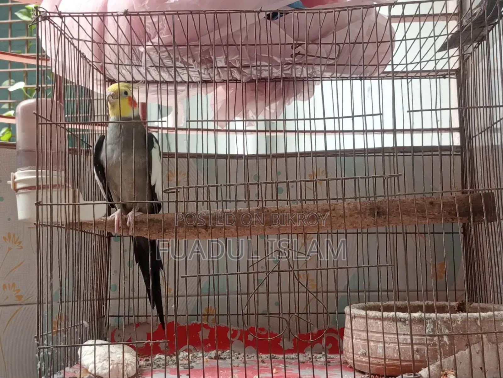 Male Gray Cocktail