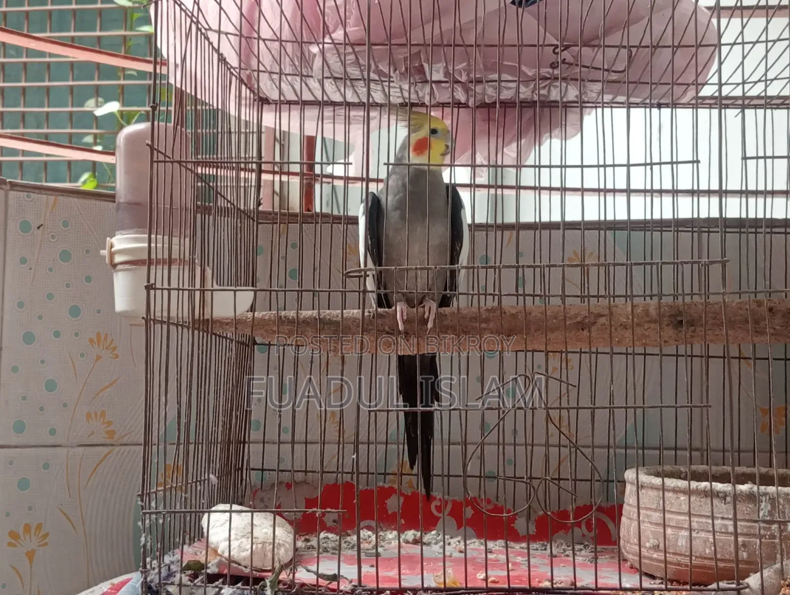 Male Gray Cocktail