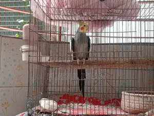 Male Gray Cocktail