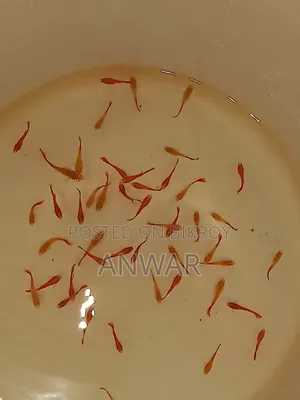 Guppy Fish