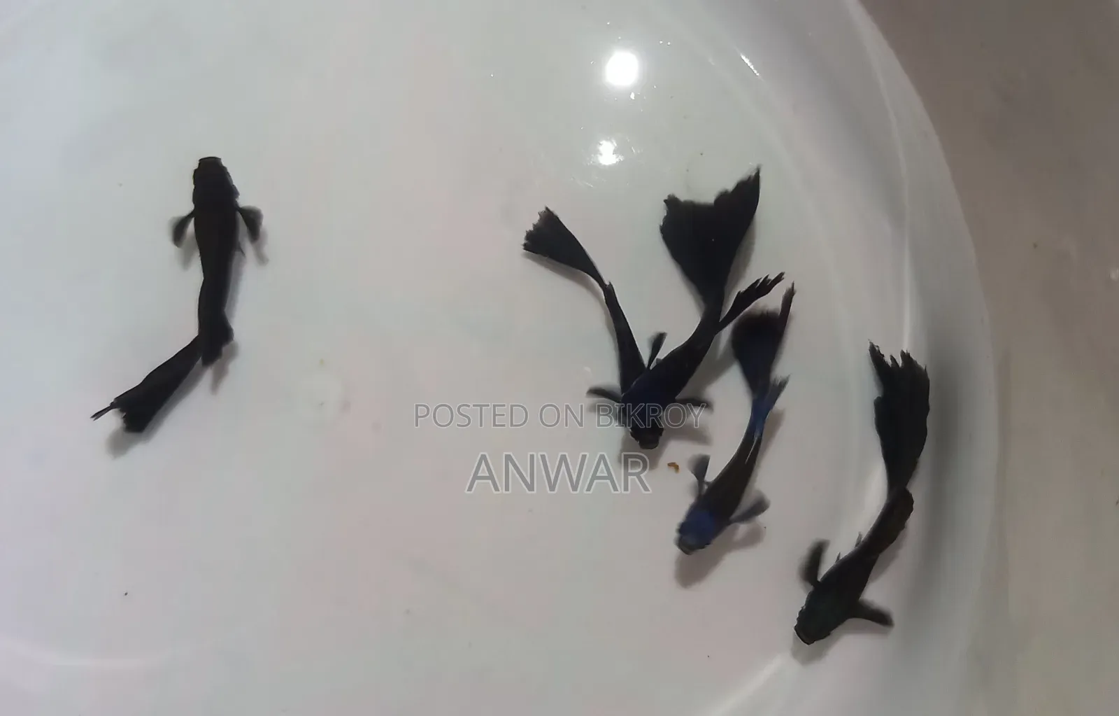 Guppy Fish