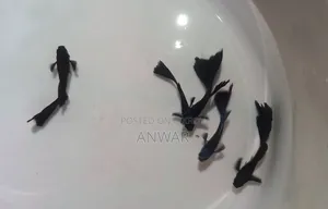 Guppy Fish