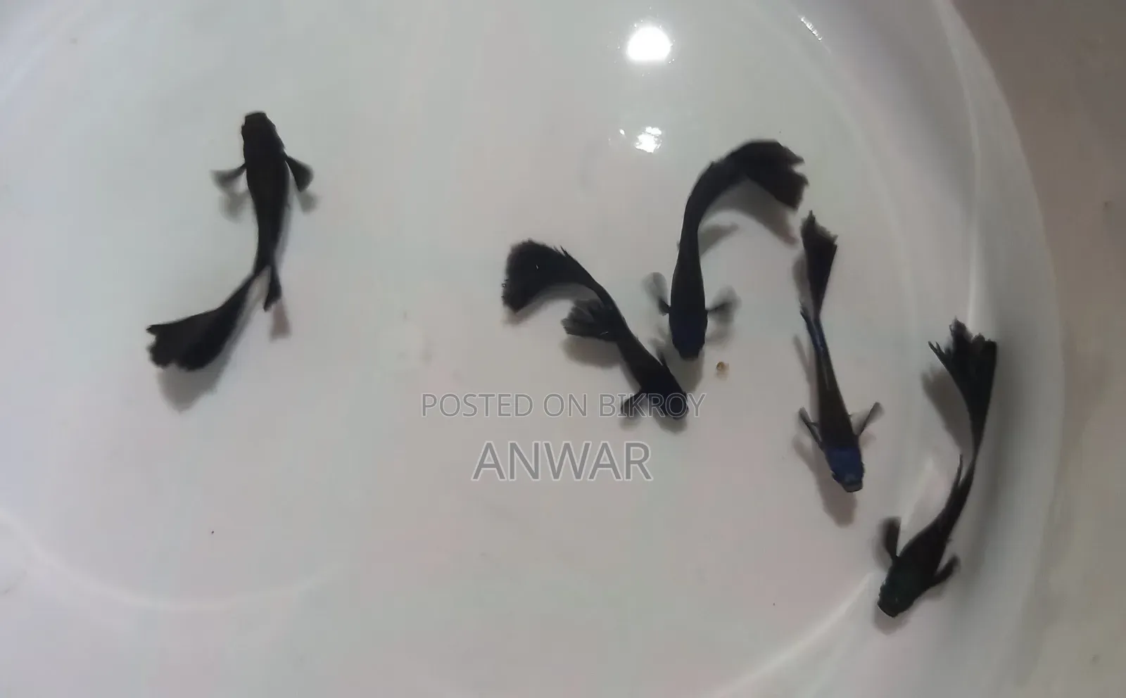 Guppy Fish