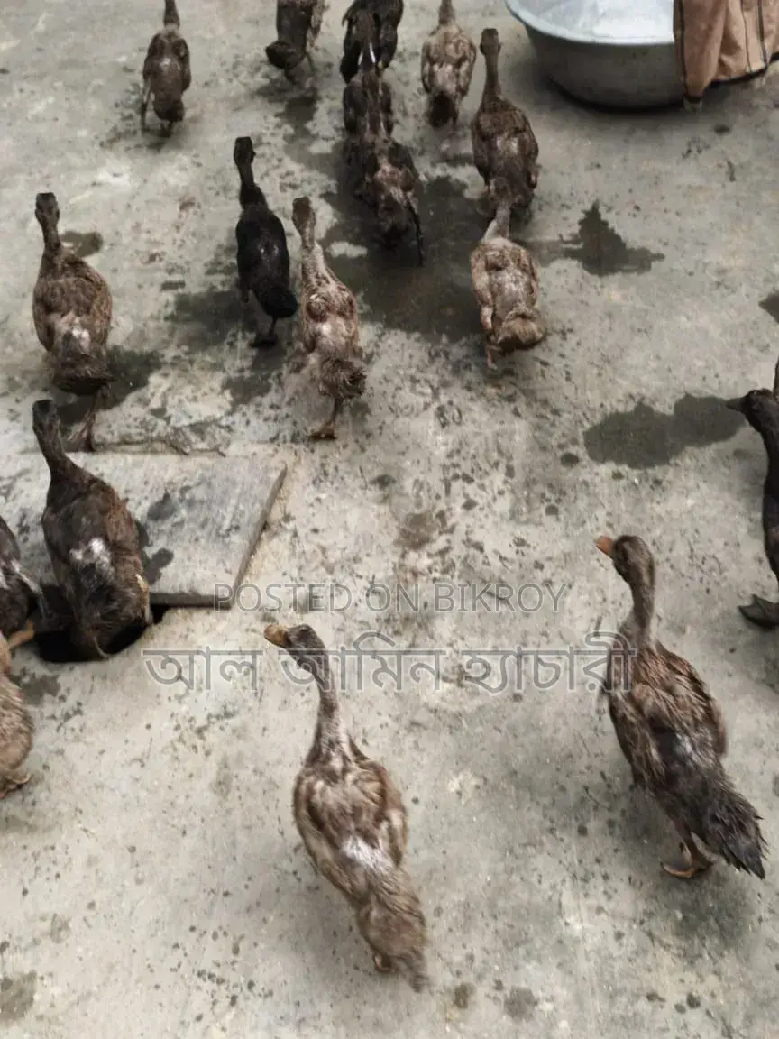 Khaki Campbell Ducks (2 Months 20 Days Old) For Sale