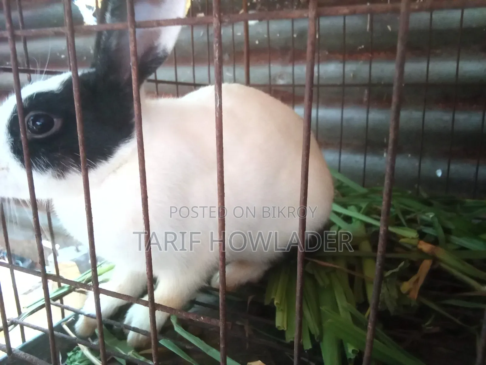 Rabbits for Sale
