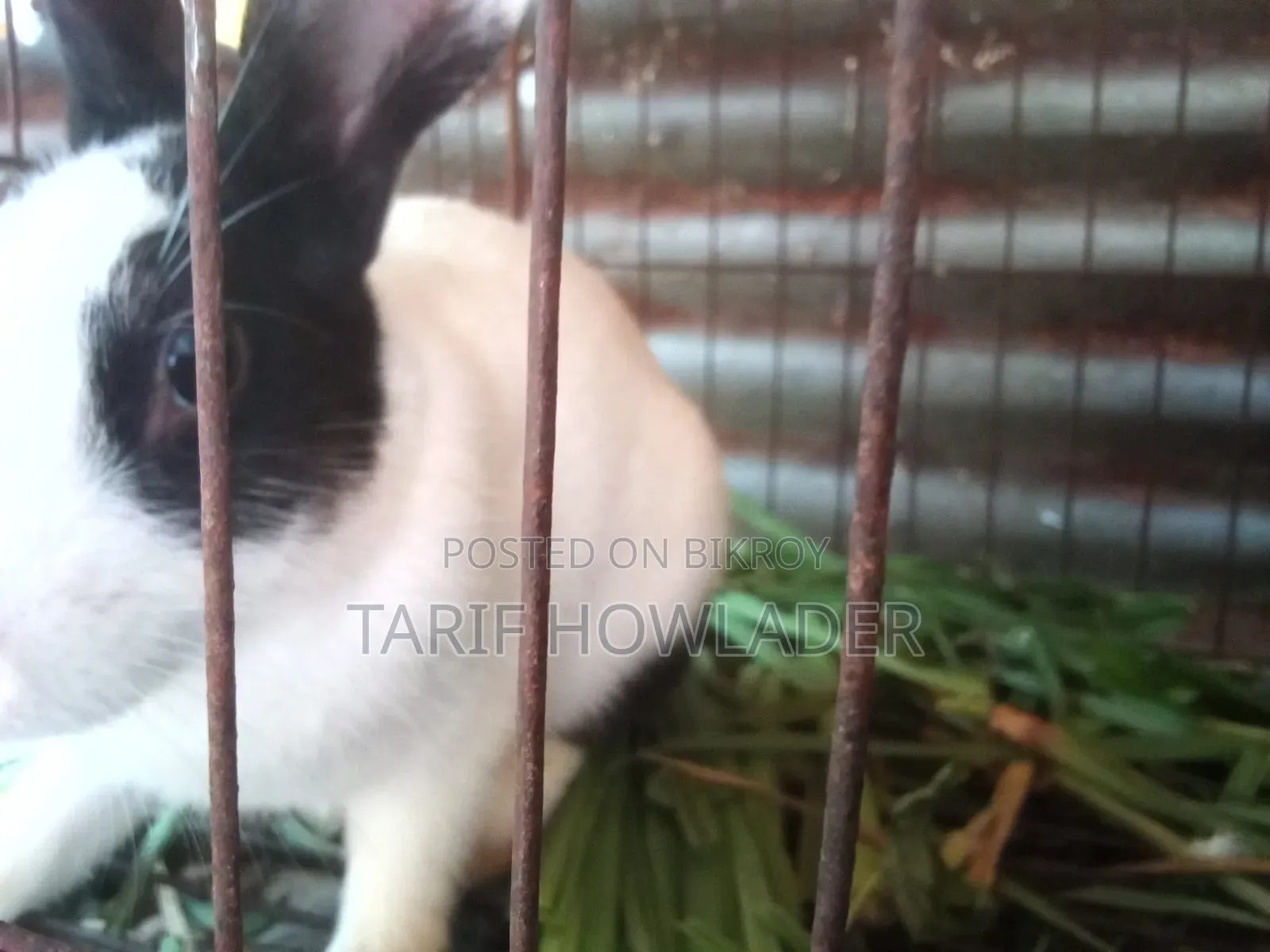 Rabbits for Sale