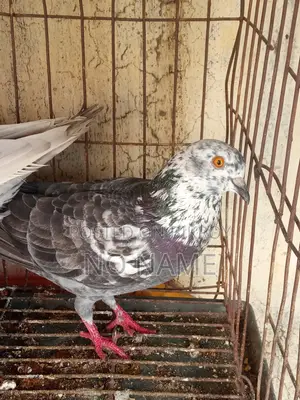 1 Pair of Egg Laying Pigeon