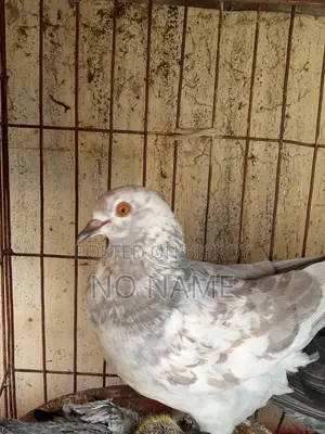 1 Pair of Egg Laying Pigeon