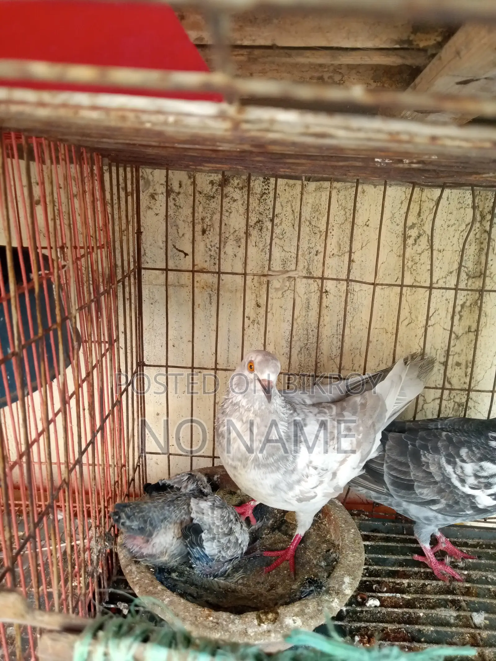 1 Pair of Egg Laying Pigeon