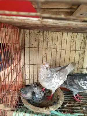 1 Pair of Egg Laying Pigeon