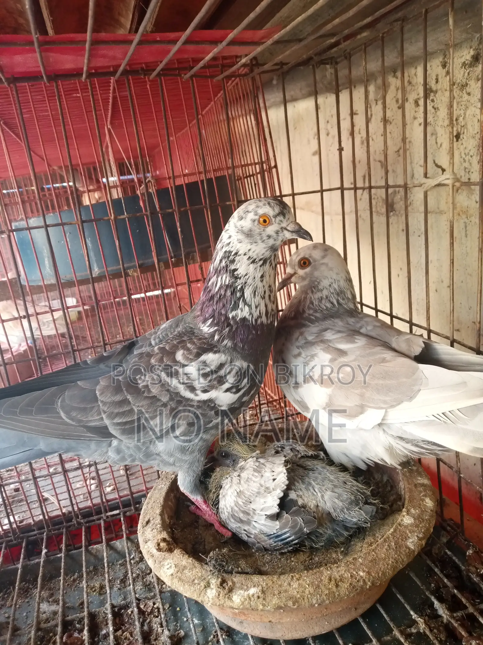 1 Pair of Egg Laying Pigeon