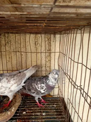 1 Pair of Egg Laying Pigeon
