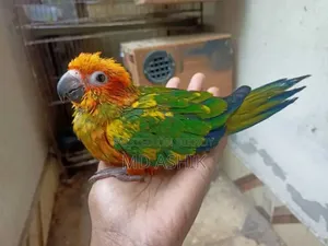 Sun Conure Tame Size Baby