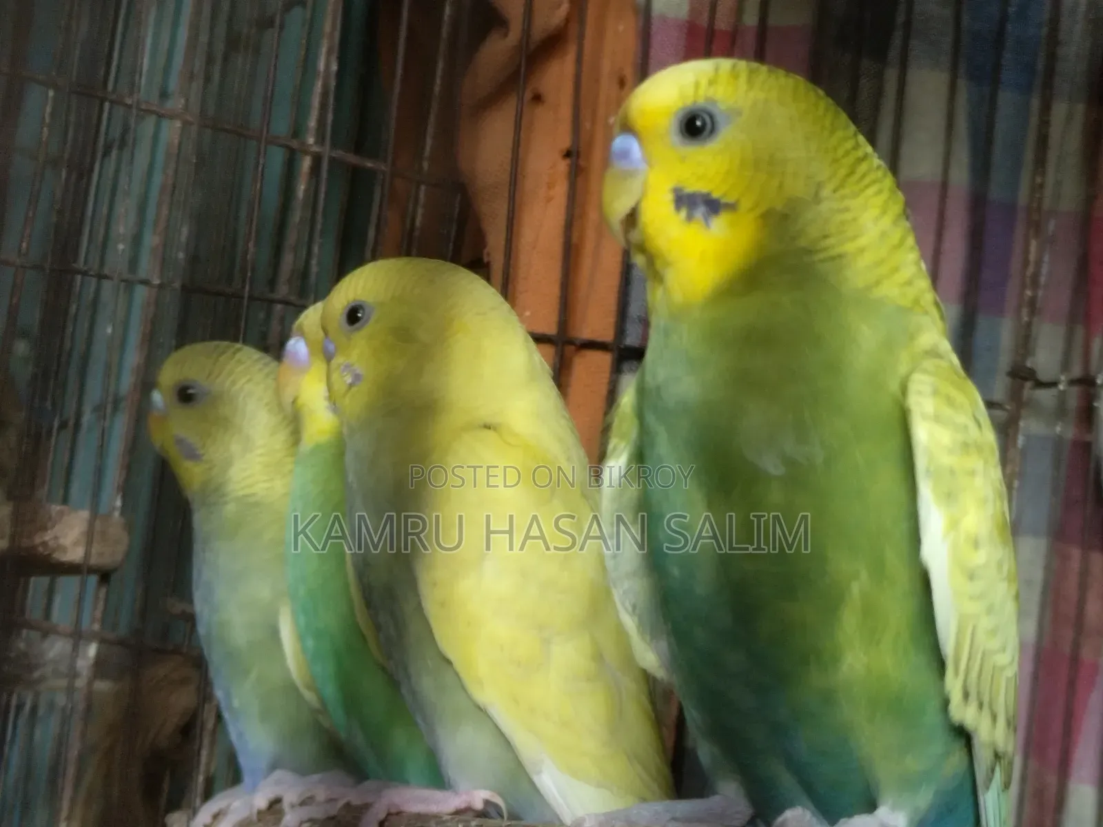 Budgerigar Spangle Available
