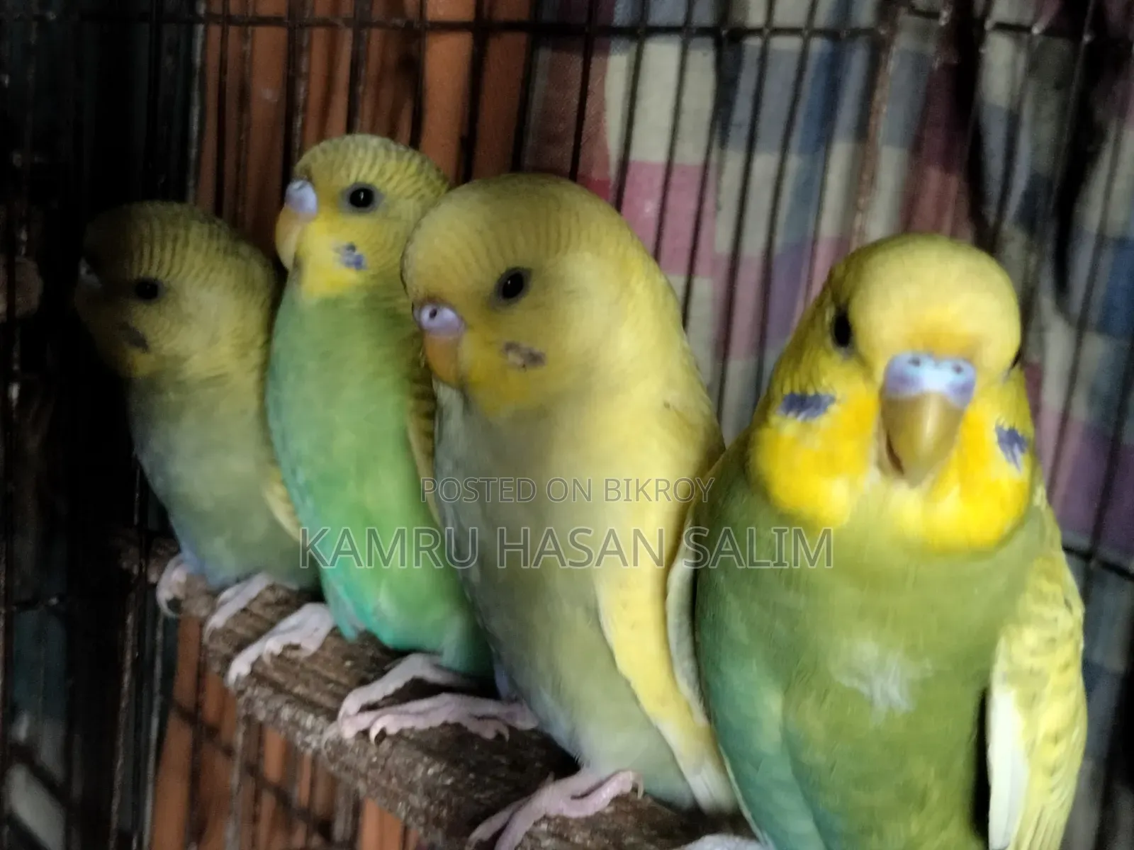 Budgerigar Spangle Available