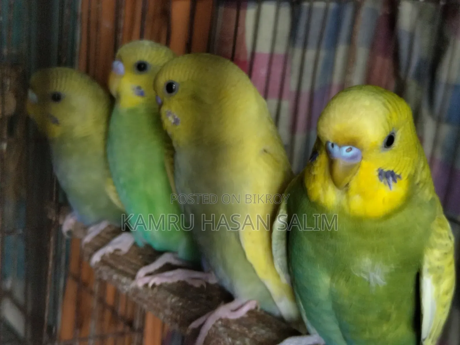 Budgerigar Spangle Available