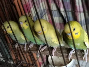 Budgerigar Spangle Available