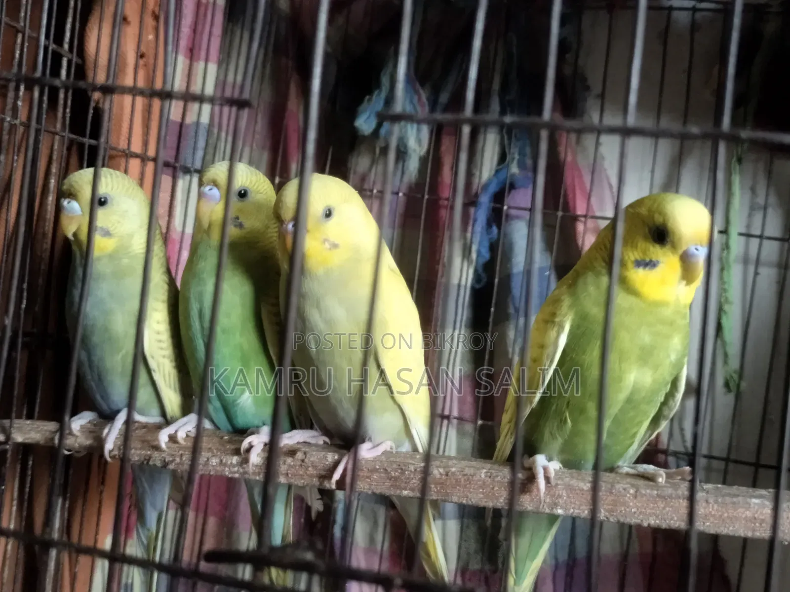 Budgerigar Spangle Available