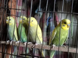Budgerigar Spangle Available