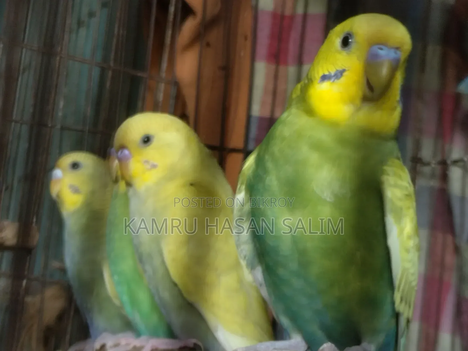Budgerigar Spangle Available