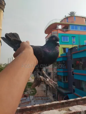 Giribaz Pigeon