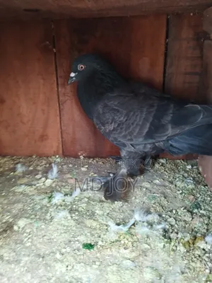 Giribaz Pigeon