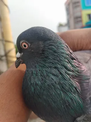 Giribaz Pigeon