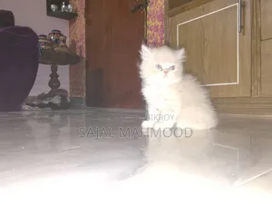 1-3 Months Female Purebred Persian Kitten