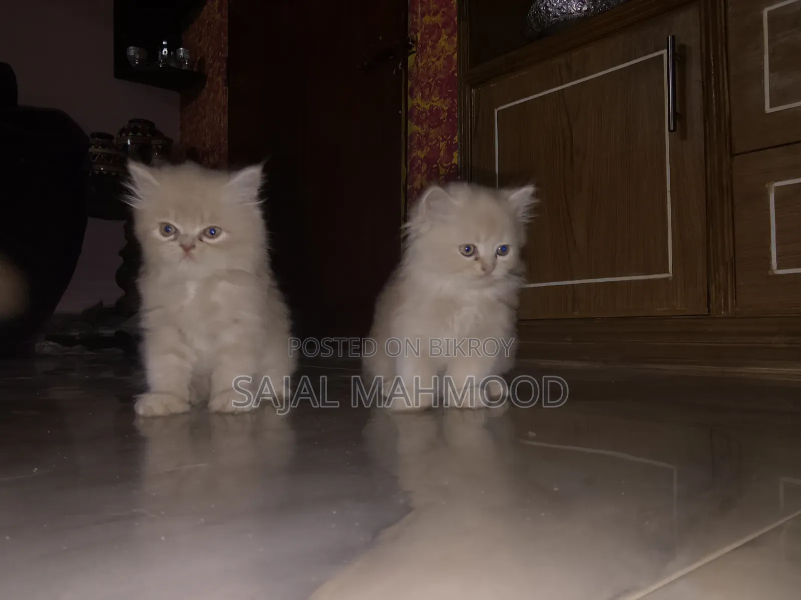 1-3 Months Female Purebred Persian Kitten