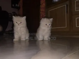 1-3 Months Female Purebred Persian Kitten