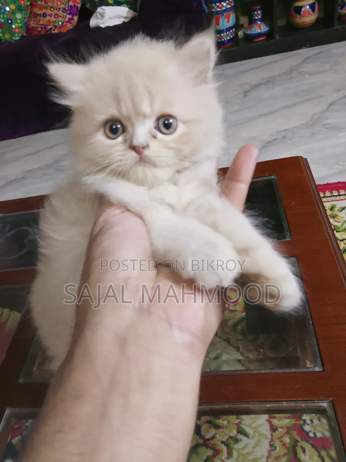 1-3 Months Female Purebred Persian Kitten
