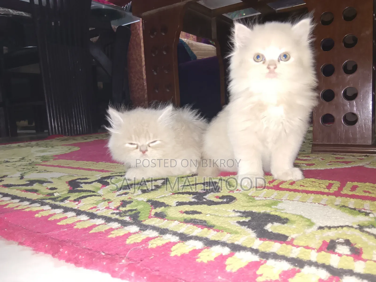 1-3 Months Female Purebred Persian Kitten