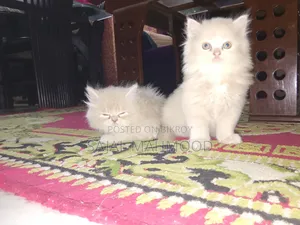 1-3 Months Female Purebred Persian Kitten