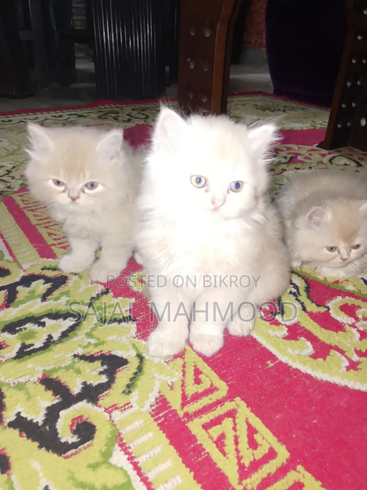 1-3 Months Female Purebred Persian Kitten