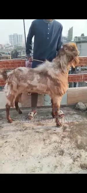 Large Breed Ram Goat