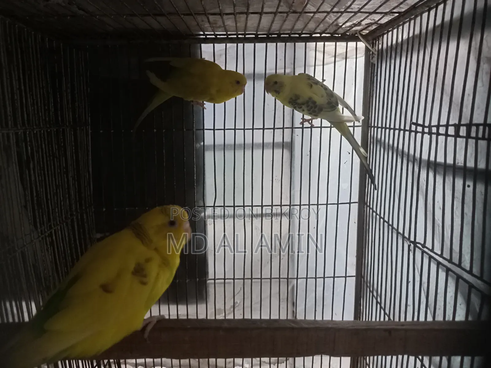 Running egg-laying pair