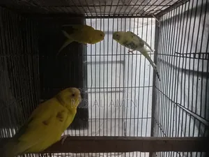 Running egg-laying pair