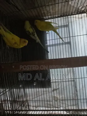Running egg-laying pair
