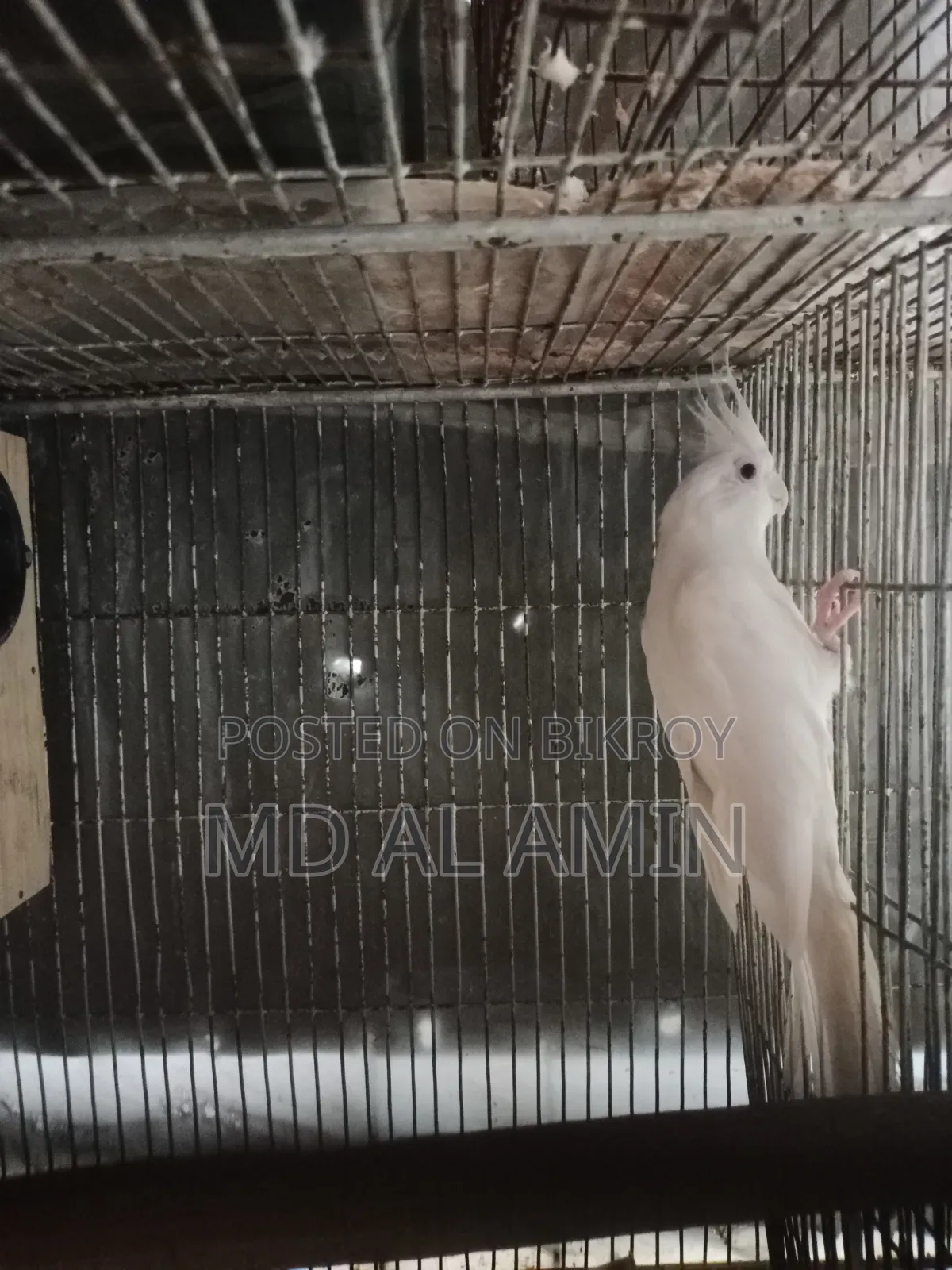 Running egg-laying pair