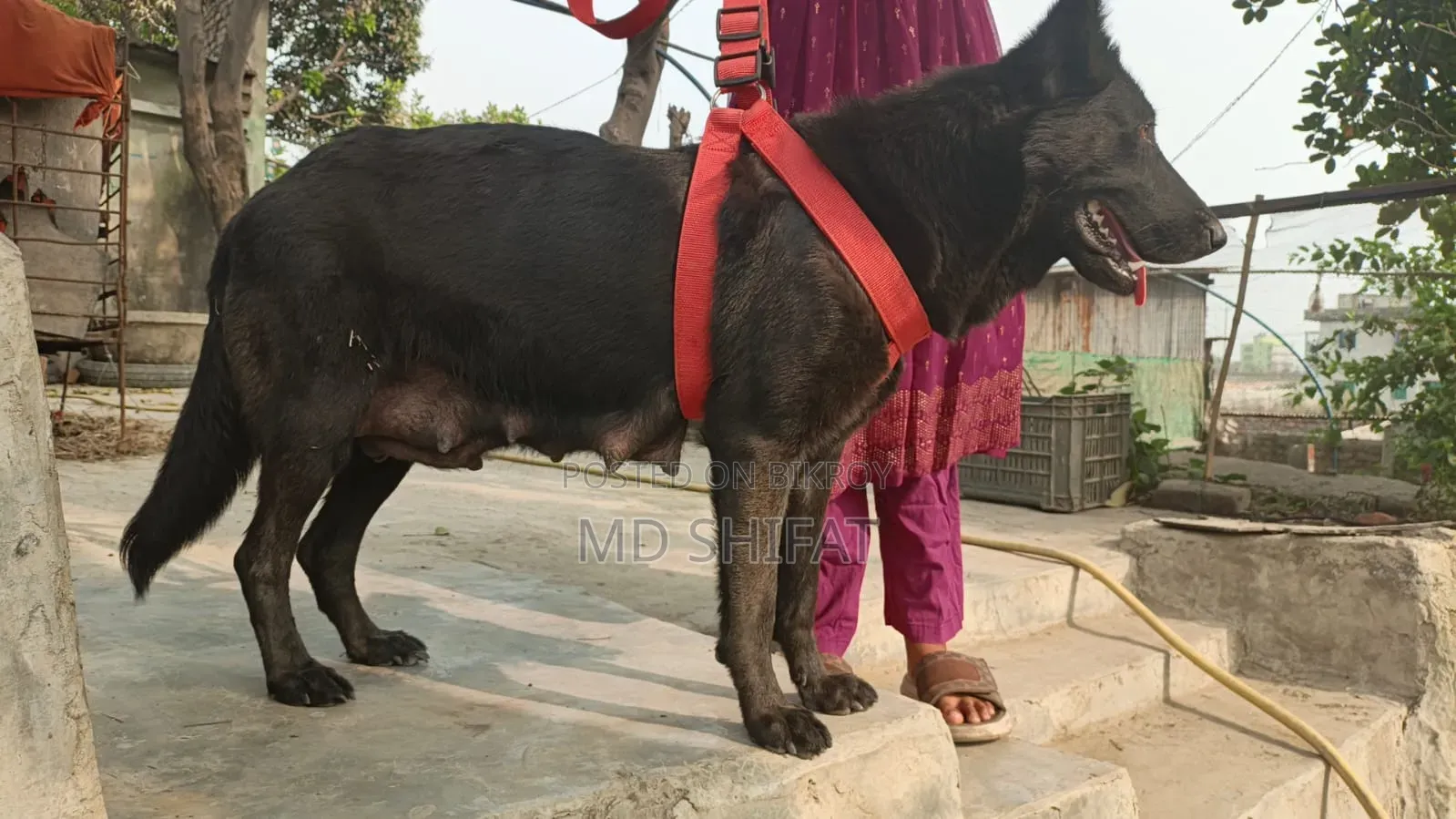 ১-৩ মাস বয়সী ফিমেল পিওরব্রেড জার্মান শেফার্ড